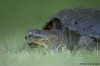 Filename=turtle np4h0302_std.jpg
Filesize=300KB
Dimensions=800x533
Date added=Aug 05, 2005 turtle np4h0302_std.jpg
