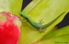Filename=GECKO2190A.jpg
Filesize=215KB
Dimensions=800x517
Date added=Jun 02, 2007 GECKO2190A.jpg