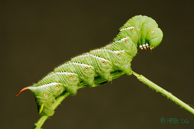 _P4H8665_TOMATO_HORNWORM.jpg